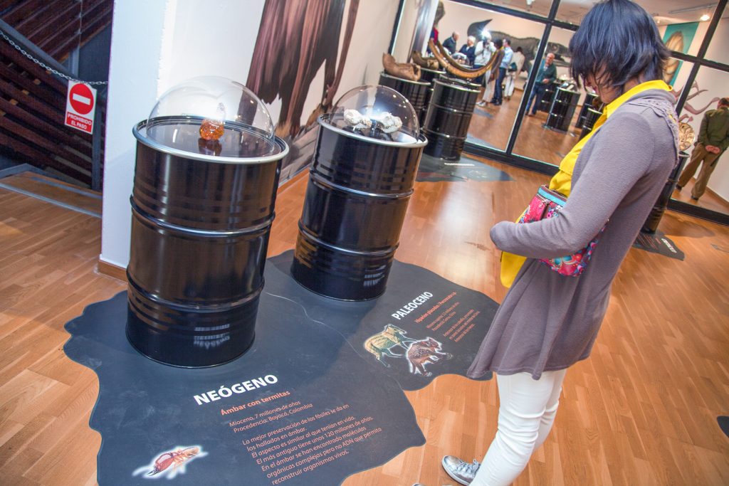 Exposición “Fósiles, El Origen del Carbón”. Museo de la Siderurgia y la Minería de Castilla y León. Sabero. León. 2017