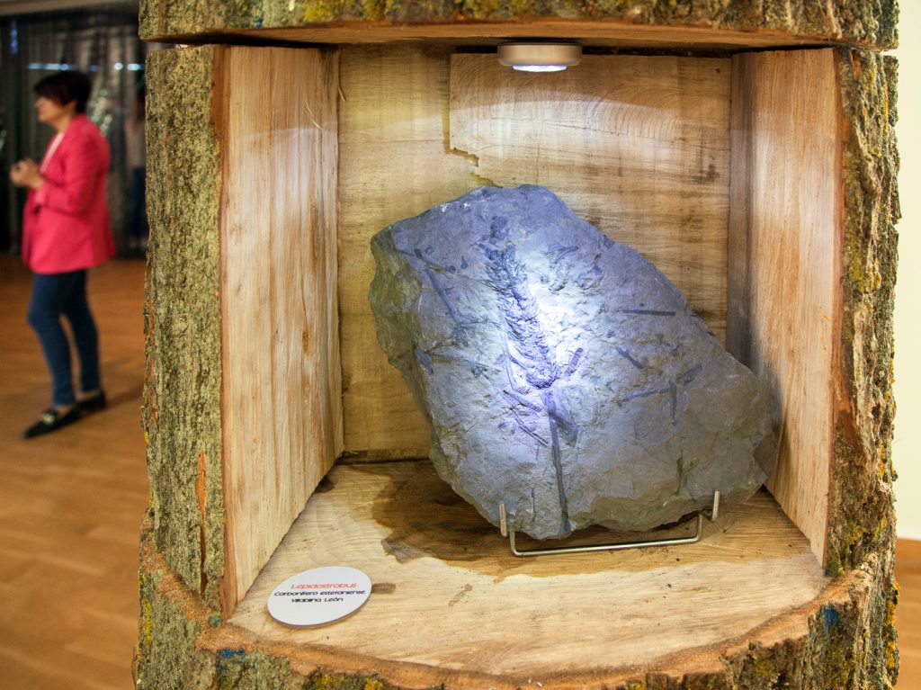Exposición “Fósiles, El Origen del Carbón”. Museo de la Siderurgia y la Minería de Castilla y León. Sabero. León. 2017