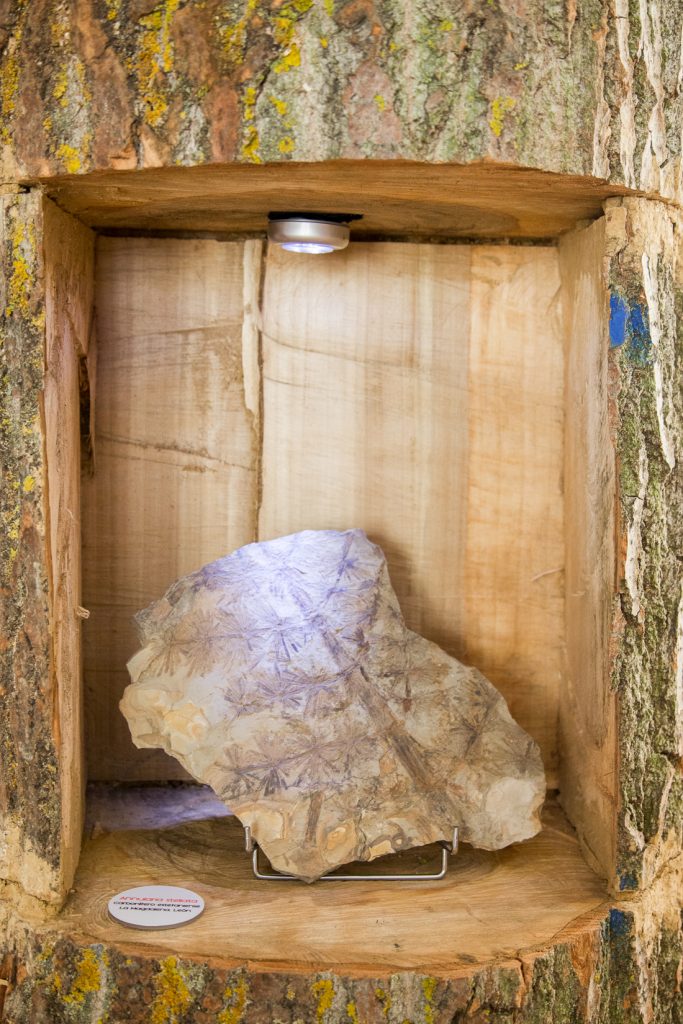 Exposición “Fósiles, El Origen del Carbón”. Museo de la Siderurgia y la Minería de Castilla y León. Sabero. León. 2017