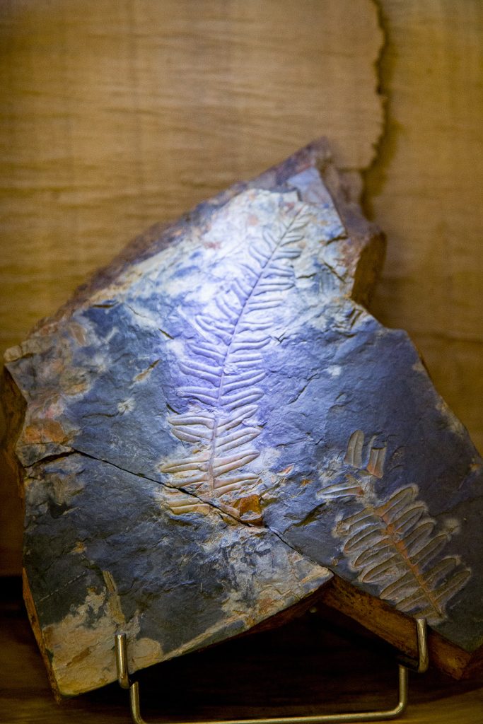 Exposición “Fósiles, El Origen del Carbón”. Museo de la Siderurgia y la Minería de Castilla y León. Sabero. León. 2017