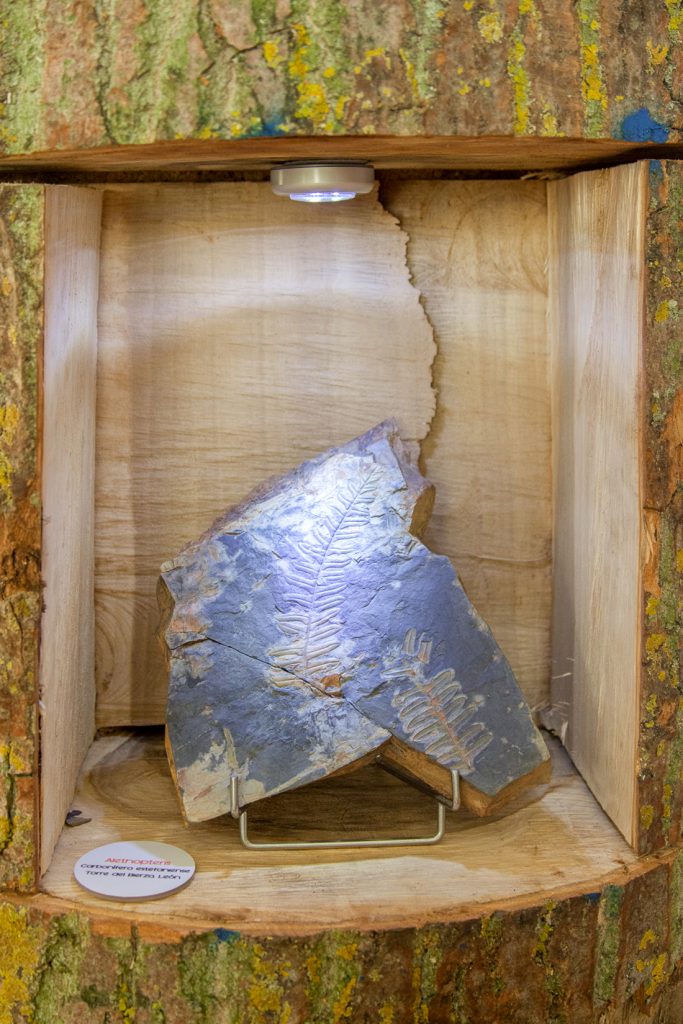 Exposición “Fósiles, El Origen del Carbón”. Museo de la Siderurgia y la Minería de Castilla y León. Sabero. León. 2017