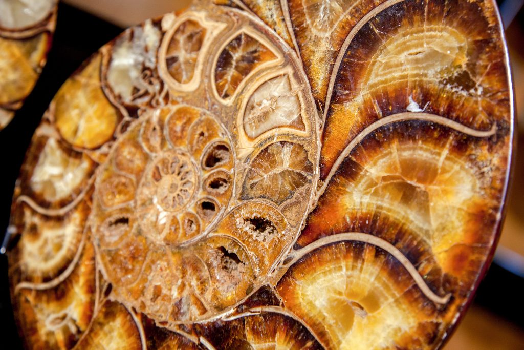 Exposición “Fósiles, El Origen del Carbón”. Museo de la Siderurgia y la Minería de Castilla y León. Sabero. León. 2017