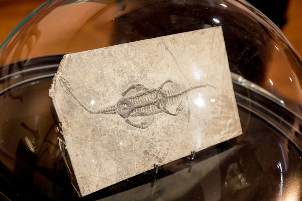 Exposición “Fósiles, El Origen del Carbón”. Museo de la Siderurgia y la Minería de Castilla y León. Sabero. León. 2017