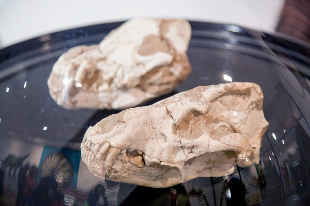 Exposición “Fósiles, El Origen del Carbón”. Museo de la Siderurgia y la Minería de Castilla y León. Sabero. León. 2017