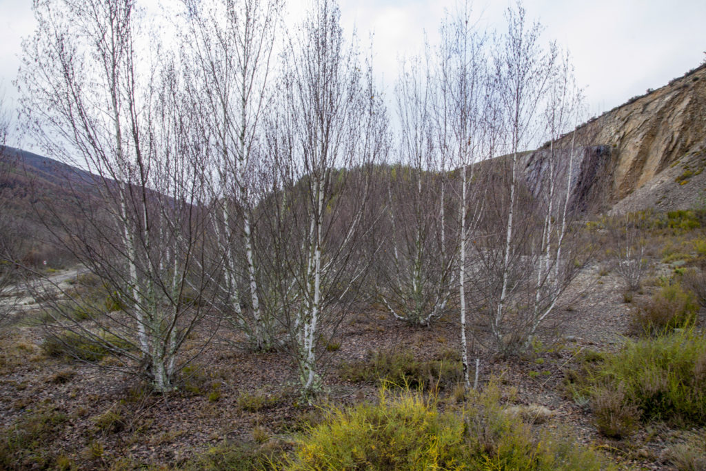 Bosque Fósil de Valdesamario, antigua explotación de carbon a cielo abierto. León 2018