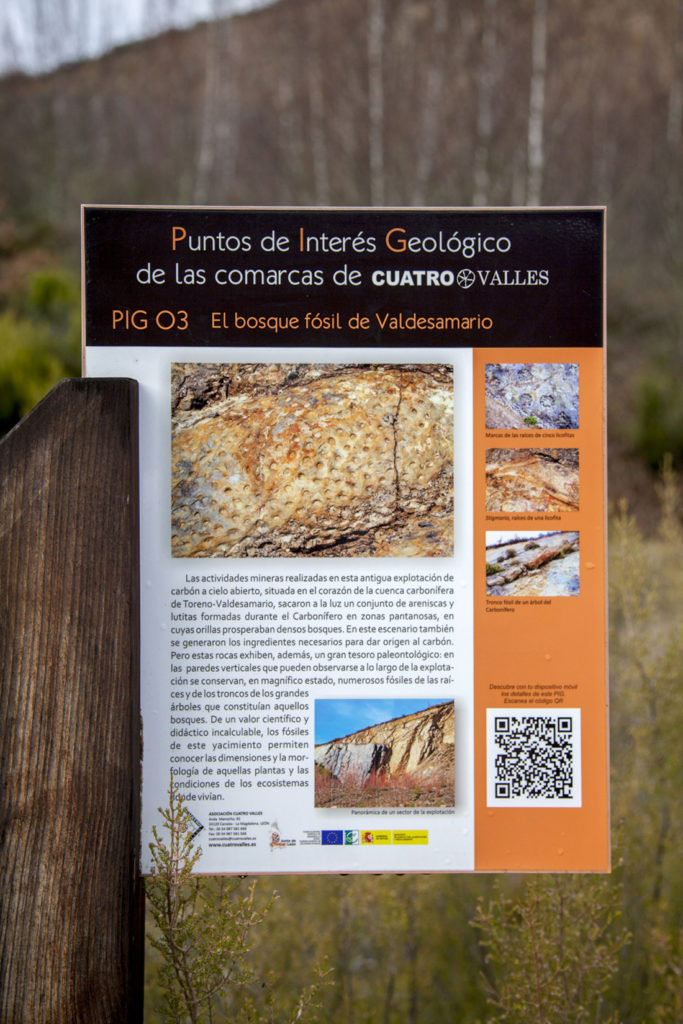 Bosque Fósil de Valdesamario, antigua explotación de carbon a cielo abierto. León 2018